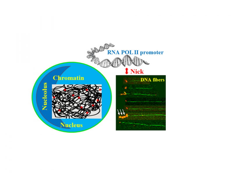 Endogenous DNA breaks were detected at RNA polymerase II promoters that are likely to contribute to genomic instability