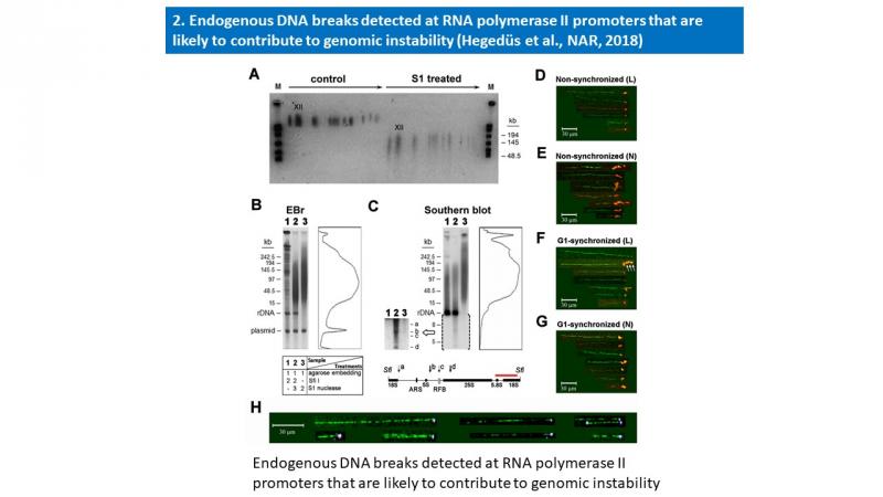Endogenous DNA breaks detected at RNA polymerase II promoters that are likely to contribute to genomic instability