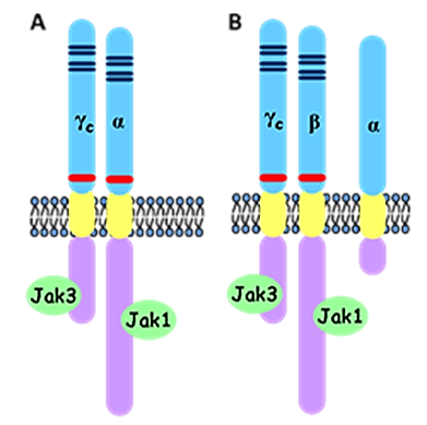 Figure 1. Subunit composition of IL-9 (A) and IL-2/15 receptors (B)