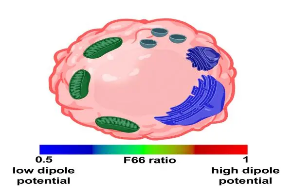 The publication &bdquo;Look Beyond Plasma Membrane Biophysics: Revealing Considerable Variability of the Dipole Potential Between Plasma and Organelle Membranes of Living Cells&rdquo; by Mate Szabo, Bence Cs.Szabo, Kitti Kurtan, Zoltan Varga, Gyorgy Panyi, Peter Nagy, Florina Zakany and Tamas Kovacs can be read in full length in the International Journal of Molecular Sciences.