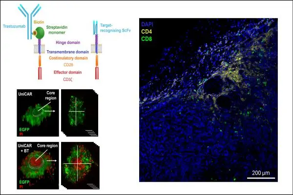 Universal CAR T cells targeted to HER2 with a biotin-trastuzumab soluble linker penetrate spheroids and large tumor xenografts that are inherently resistant to trastuzumab mediated ADCC