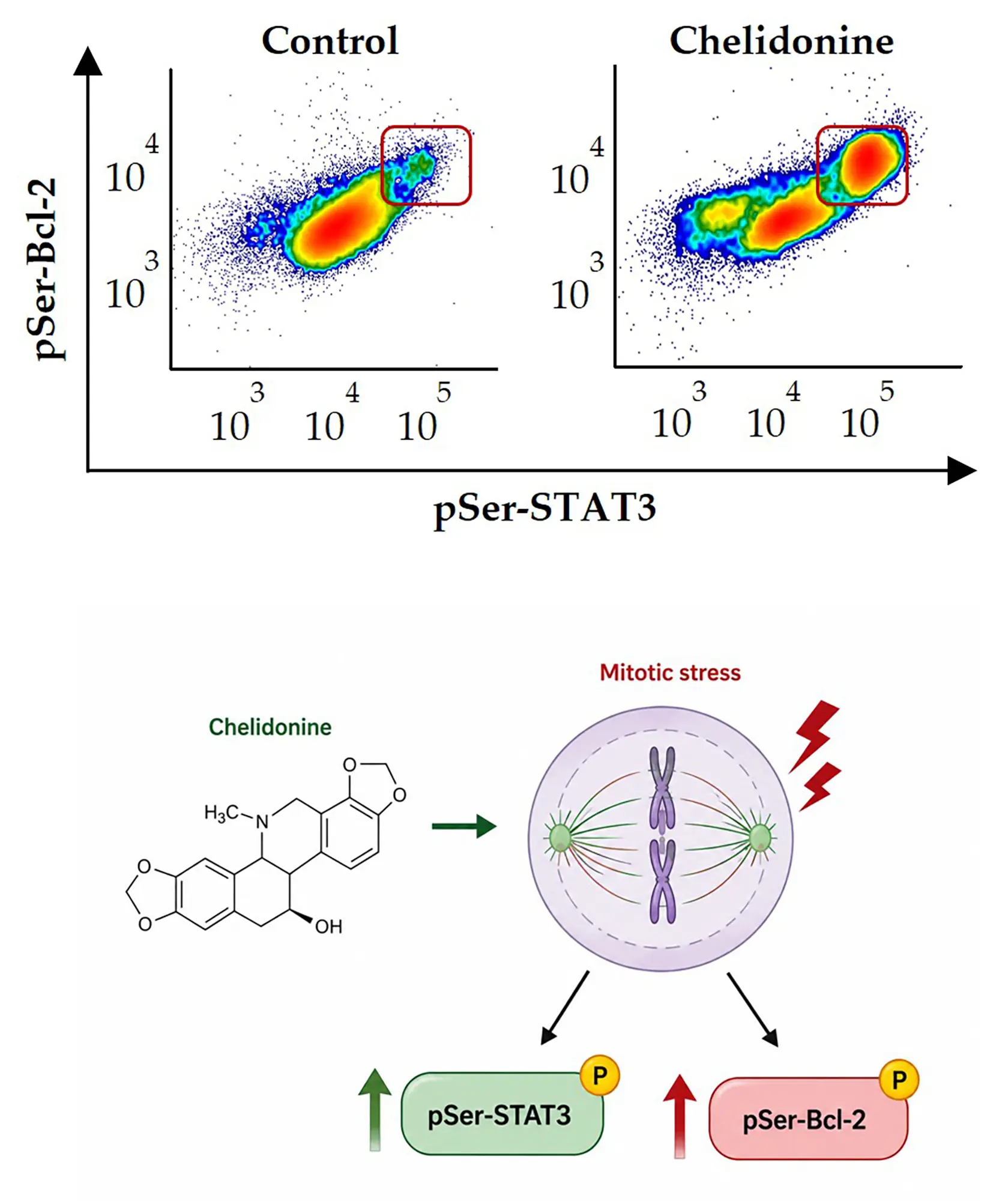 Chelidonine induces coordinated STAT3 and Bcl-2 serine phosphorylation in mitotic stress-responsive human T leukemia/lymphoma cells
