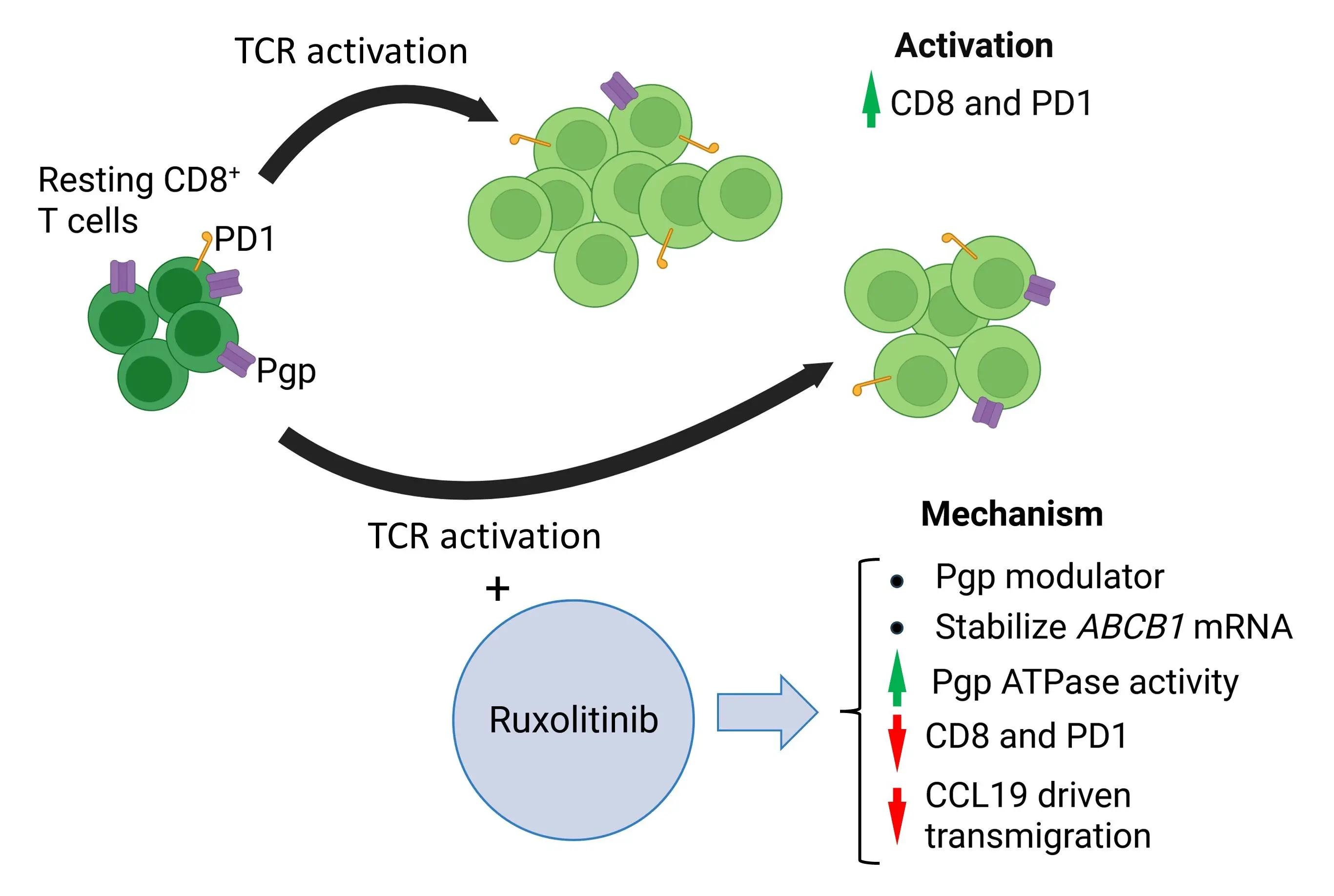 A ruxolitinib m&oacute;dos&iacute;tja a P-glikoprotein műk&ouml;d&eacute;s&eacute;t, k&eacute;slelteti a T-sejtek aktiv&aacute;ci&oacute;j&aacute;t, &eacute;s g&aacute;tolja a hum&aacute;n citotoxikus T limfocit&aacute;k CCL19-kemokin-ir&aacute;ny&iacute;totta migr&aacute;ci&oacute;j&aacute;t