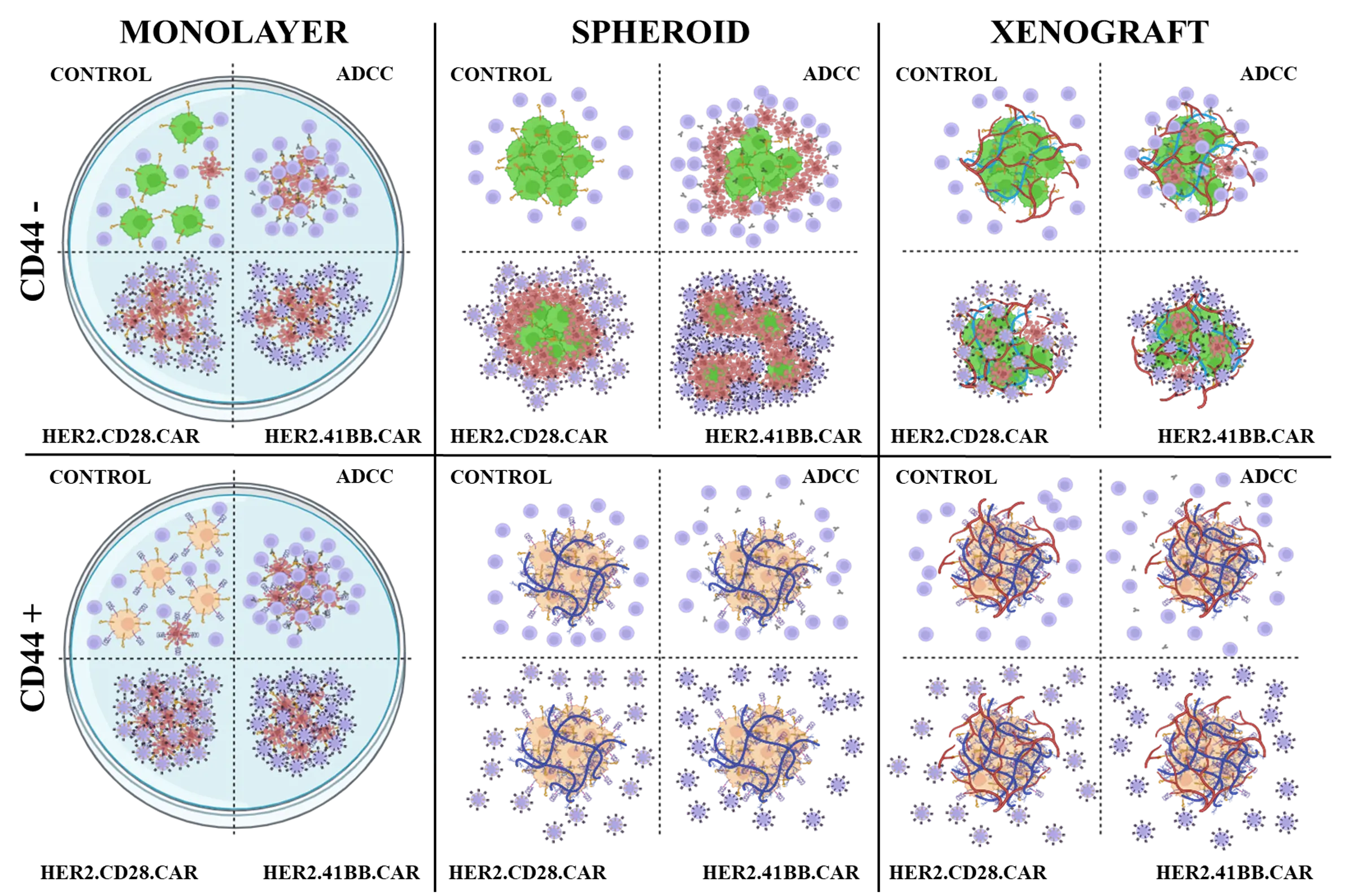New opportunities in cancer therapy: CAR-NK cells against solid tumors