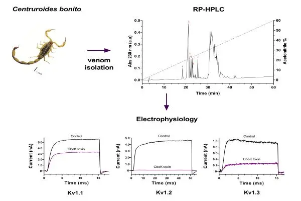 Kashmala Shakeel, Panyi György és munkatársai nemzetközi együttműködésben Possani professzor kutatócsoportjával (UNAM, Mexikó) olyan peptid toxinokon dolgoznak, amelyek gátolják a különböző káliumcsatornákat