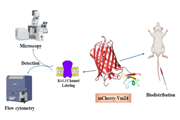 Fluoreszcens feh&eacute;rj&eacute;vel jel&ouml;lt skorpi&oacute;toxin, amely pikomol&aacute;ris affinit&aacute;ssal k&ouml;tődik a Kv1.3 K+ csatorn&aacute;hoz