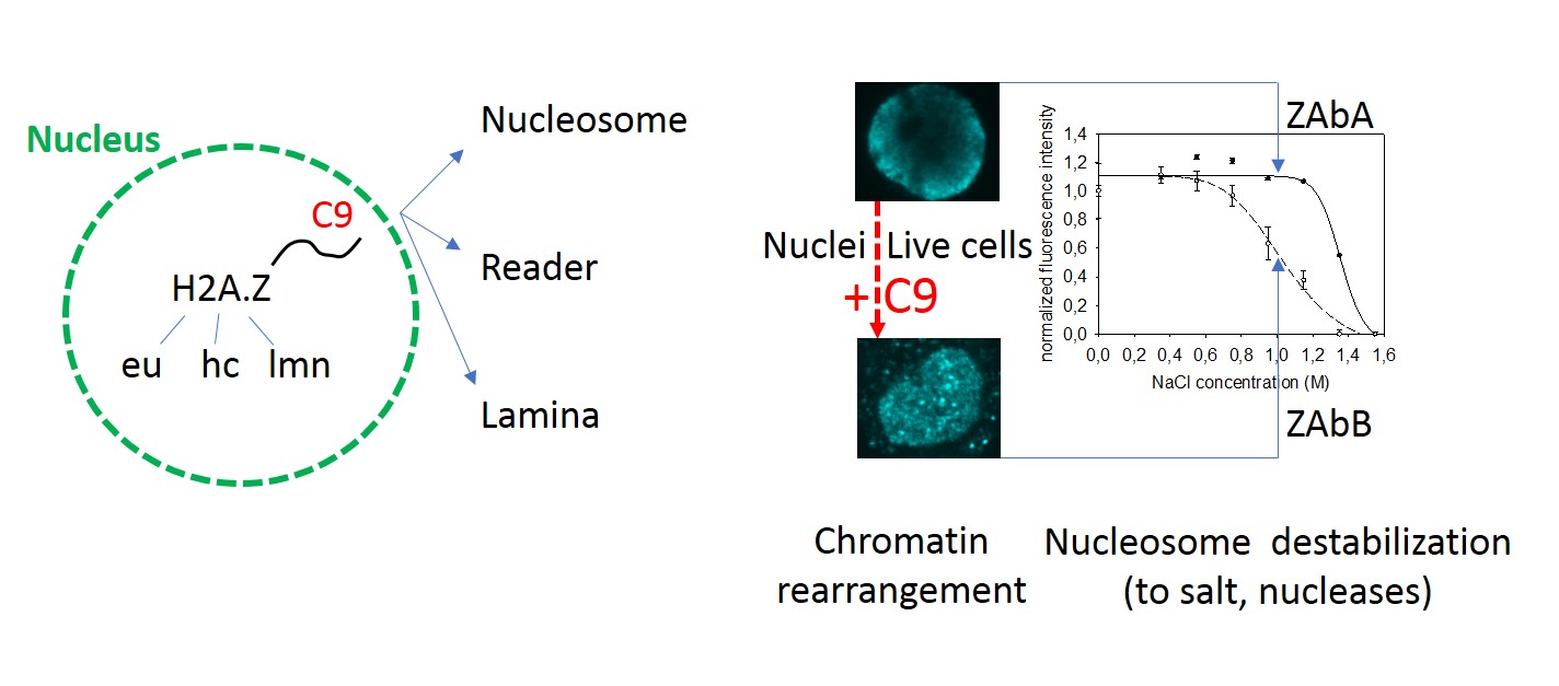 Epigenetic modulation via the C-terminal tail of H2A.Z