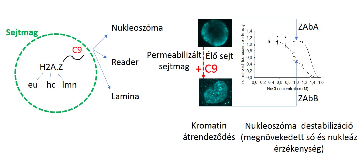 A H2A.Z hiszton variáns C-terminálisának epigenetikai szabályozó szerepe