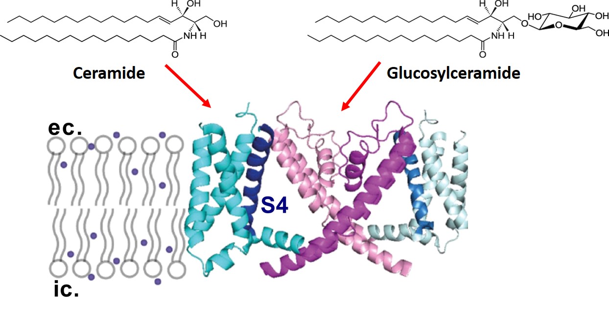 Membrane ceramides modulate the activation gating of the voltage-gated potassium channel KV1.3