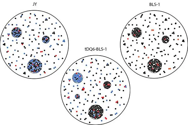 A HLA DQ feh&eacute;rje megjelen&eacute;s&eacute;t k&ouml;vetően a HLA feh&eacute;rj&eacute;k sejtfelsz&iacute;ni eloszl&aacute;smint&aacute;zat v&aacute;ltoz&aacute;sainak nyomon k&ouml;vet&eacute;se F&ouml;rster-f&eacute;le rezonancia energia transzfer &eacute;s nagyfelbont&aacute;s&uacute; elektronmikroszk&oacute;pia seg&iacute;ts&eacute;g&eacute;vel