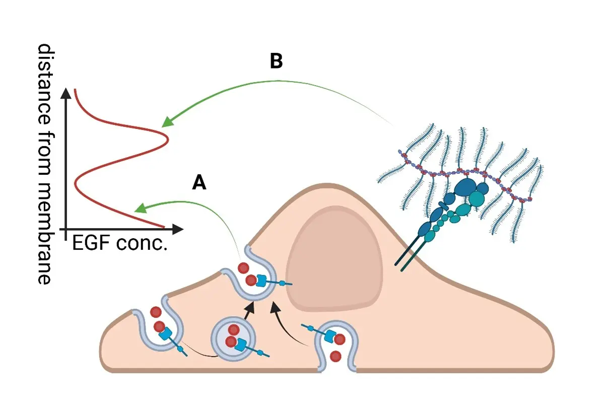 The plasma membrane actively influences ligand concentrations in its immediate vicinity