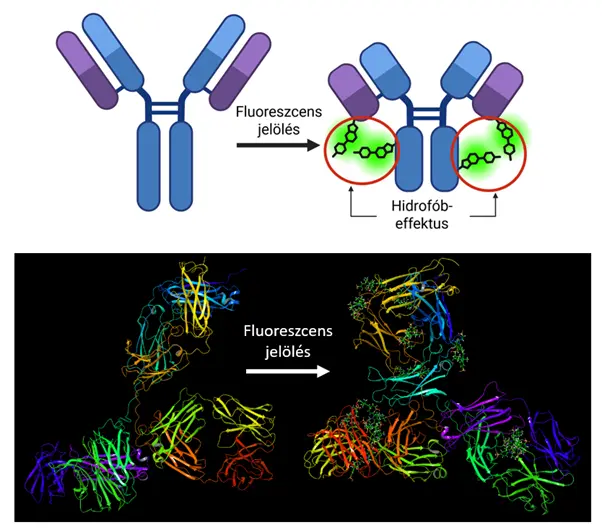 A fluoreszcens jel&ouml;l&eacute;s glob&aacute;lis v&aacute;ltoz&aacute;st okoz az antitestek strukt&uacute;r&aacute;j&aacute;ban &eacute;s dinamik&aacute;j&aacute;ban a hidrof&oacute;b effektuson kereszt&uuml;l