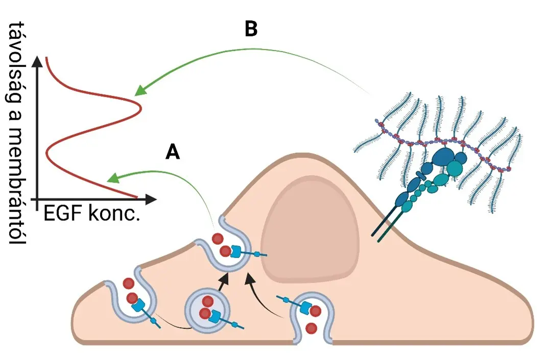 A plazmamembr&aacute;n akt&iacute;van befoly&aacute;solja a ligandumok koncentr&aacute;ci&oacute;j&aacute;t a k&ouml;zvetlen k&ouml;rnyezet&eacute;ben