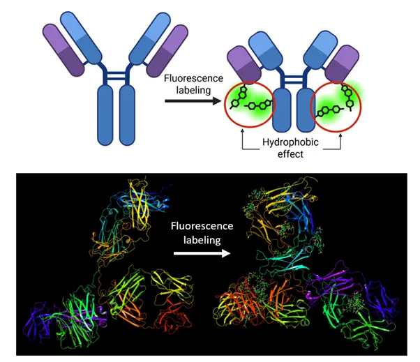 Fluorescence labeling causes global changes in antibody structure and dynamics through the hydrophobic effect