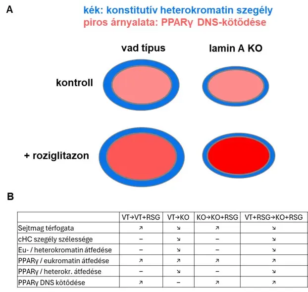 A Lamin A ki&uuml;t&eacute;se &eacute;s a roziglitazon befoly&aacute;solja a PPAR&gamma; DNS-k&ouml;tőd&eacute;s&eacute;t &eacute;s a kromatin szerkezet&eacute;t felnőtt eg&eacute;r fibroblaszt sejtekben