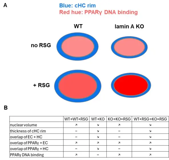 Lamin A depletion and RSG influence PPAR&gamma; DNA binding and chromatin organization in murine adult fibroblast cells 
