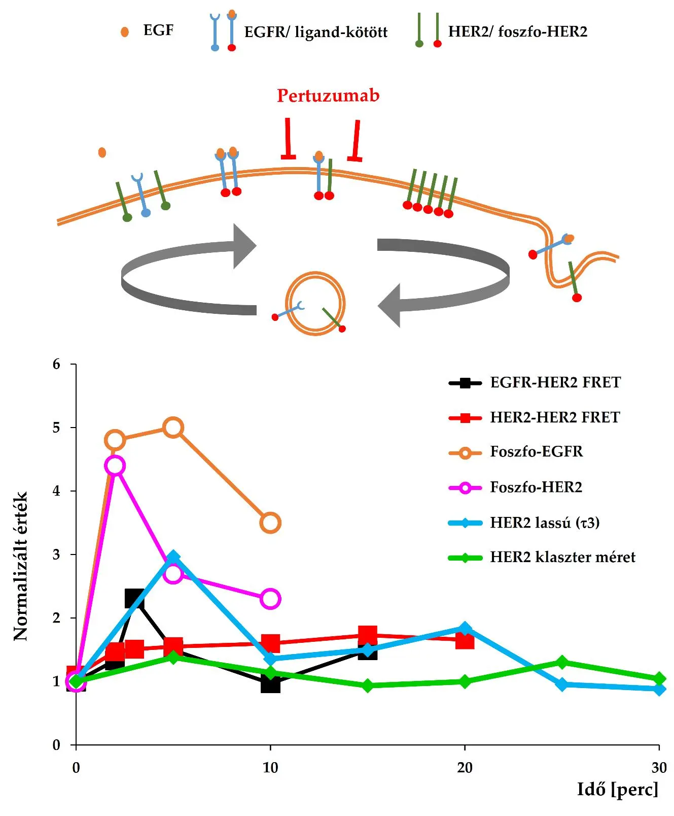 Az EGFR-HER2 transzaktiv&aacute;ci&oacute; t&eacute;rben &eacute;s időben a k&eacute;palkot&oacute; citometria sokoldal&uacute; szem&uuml;veg&eacute;n kereszt&uuml;l 