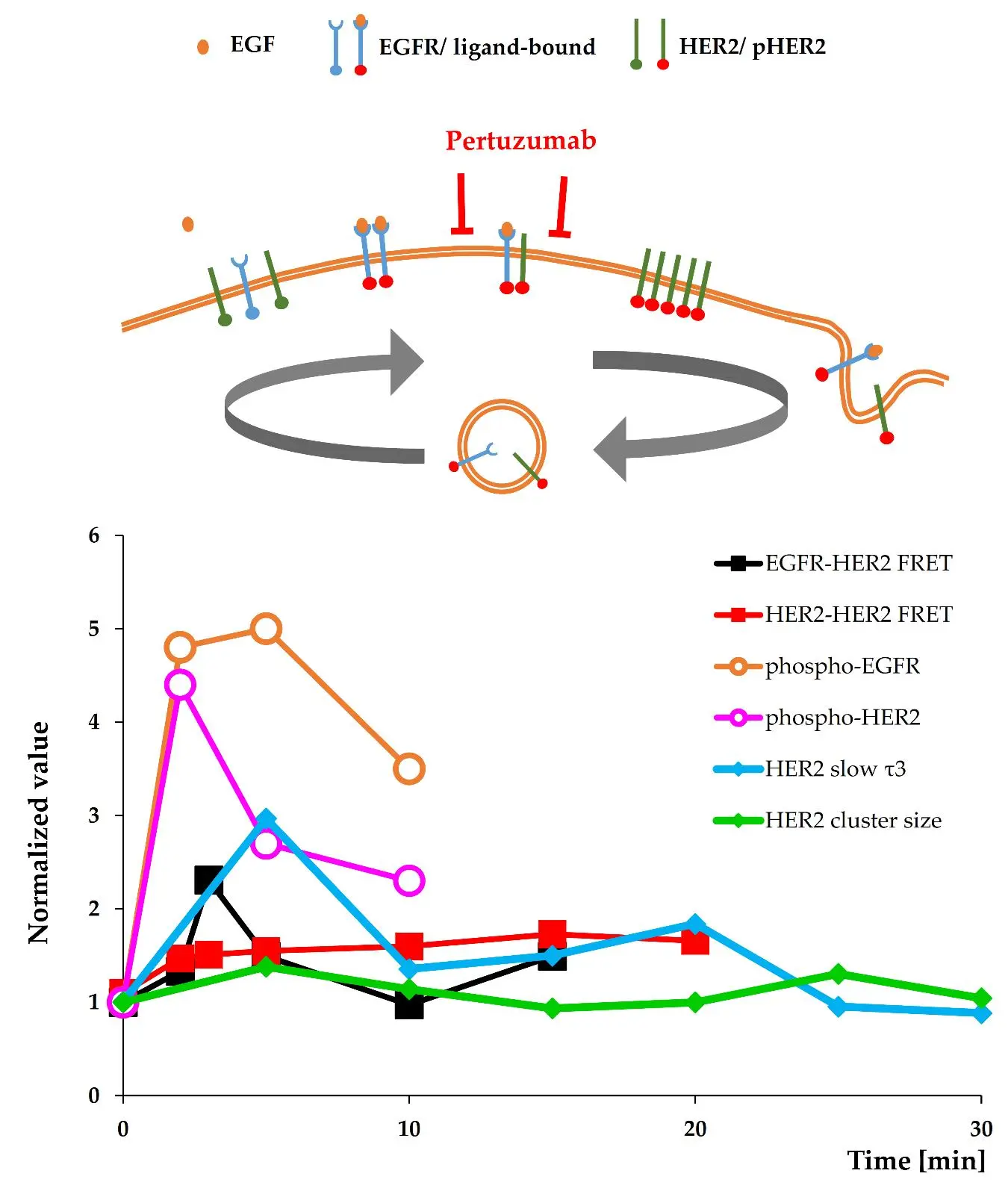 EGFR- HER2 Transactivation Viewed in Space and Time Through the Versatile Spectacles of Imaging Cytometry&mdash;Implications for Targeted Therapy