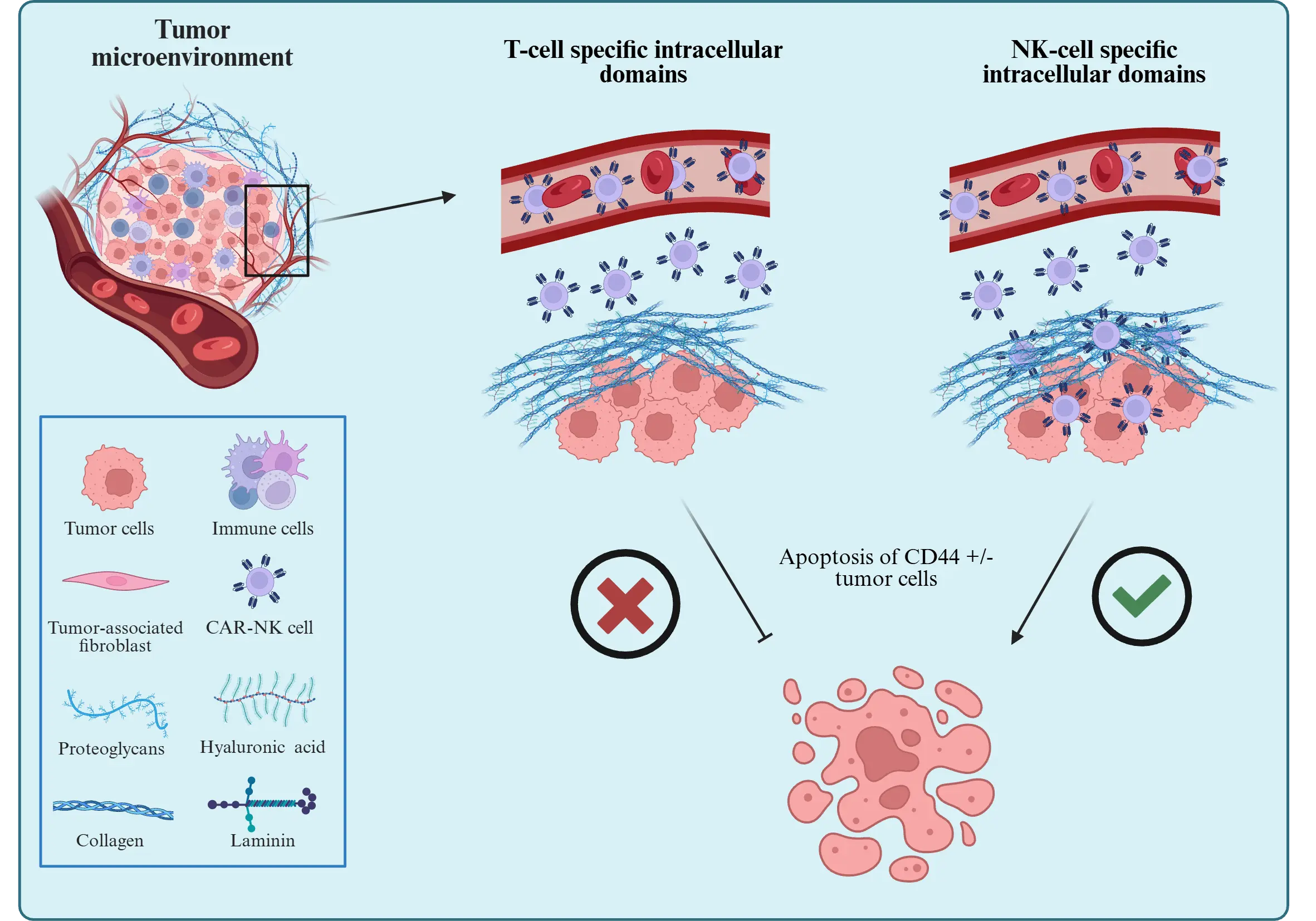 CAR-NK cells