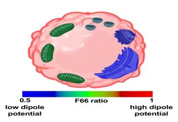 The publication „Look Beyond Plasma Membrane Biophysics: Revealing Considerable Variability of the Dipole Potential Between Plasma and Organelle Membranes of Living Cells” by Mate Szabo, Bence Cs.Szabo, Kitti Kurtan, Zoltan Varga, Gyorgy Panyi, Peter Nagy, Florina Zakany and Tamas Kovacs can be read in full length in the International Journal of Molecular Sciences.