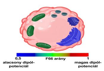 Szabó Máté, Cs. Szabó Bence, Kurtán Kitti, Varga Zoltán, Panyi György, Nagy Péter, Zákány Florina és Kovács Tamás „Look Beyond Plasma Membrane Biophysics: Revealing Considerable Variability of the Dipole Potential Between Plasma and Organelle Membranes of Living Cells” című publikációja az International Journal of Molecular Sciences folyóiratban érhető el teljes terjedelmében