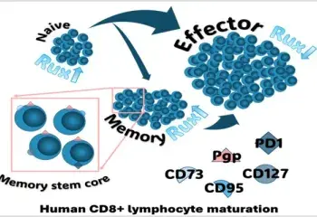Dynamic P-glycoprotein Expression in Early and Late Memory States of Human CD8+ T Cells and the Protective Role of Ruxolitinib
