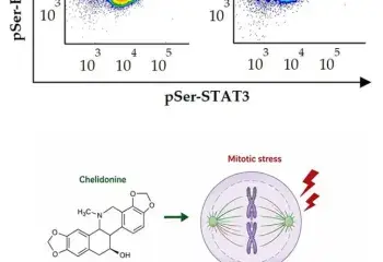 Chelidonine induces coordinated STAT3 and Bcl-2 serine phosphorylation in mitotic stress-responsive human T leukemia/lymphoma cells