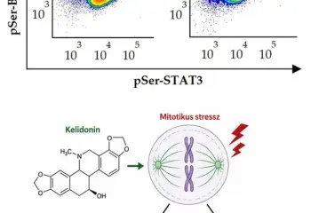 A kelidonin mitotikus stresszhez kapcsolódó koordinált STAT3- és Bcl-2 szerin foszforilációt idéz elő humán T leukémia/limfóma sejtekben