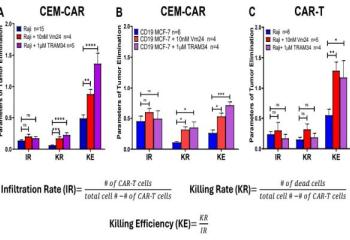 Role of CAR-T cell K+ channels in tumor infiltration and elimination