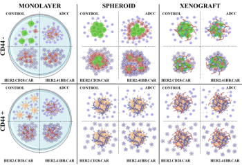New opportunities in cancer therapy: CAR-NK cells against solid tumors