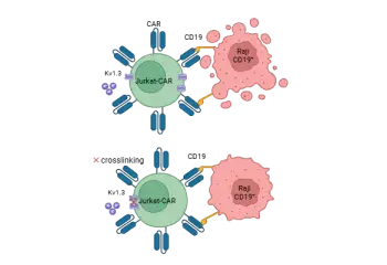 Functional role of Kv1.3 localization in chimeric antigen receptor T cells