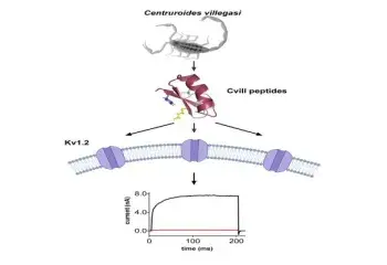 Cvill6 and Cvill7: Potent and Selective Peptide Blockers of Kv1.2 Ion Channel Isolated from Mexican Scorpion Centruroides villegasi