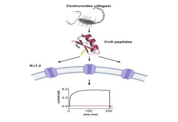 Cvill6 és Cvill7: A Centruroides villegasi nevű mexikói skorpióból izolált Kv1.2 ioncsatorna potens és szelektív peptidblokkolói