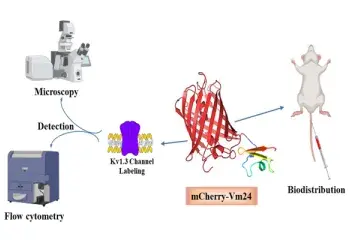 A Fluorescent Protein-Tagged Scorpion Toxin with Picomolar Affinity for the Kv1.3 K+ Channel