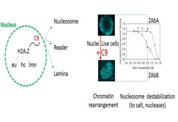 Epigenetic modulation via the C-terminal tail of H2A.Z