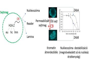 A H2A.Z hiszton variáns C-terminálisának epigenetikai szabályozó szerepe.