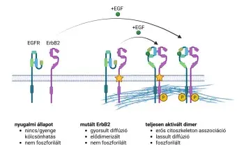 Aktiváló mutációk hatása az ErbB2 onkogénre