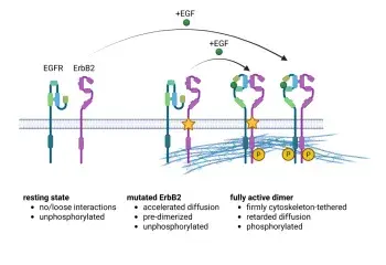 The effect of mutations on the ErbB2 oncogene