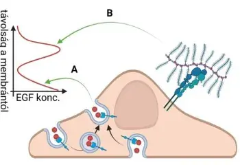 A plazmamembrán aktívan befolyásolja a ligandumok koncentrációját a közvetlen környezetében
