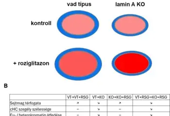 A Lamin A kiütése és a roziglitazon befolyásolja a PPARγ DNS-kötődését és a kromatin szerkezetét felnőtt egér fibroblaszt sejtekben