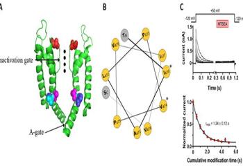 Molecular rearrangements in S6 during slow inactivation in Shaker-IR potassium channels