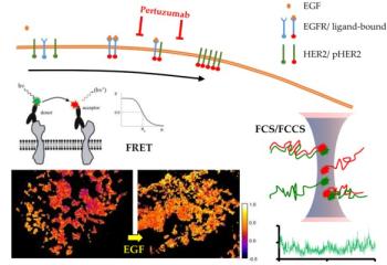 Disrupting EGFR–HER2 Transactivation by Pertuzumab in HER2-Positive Cancer: Quantitative Analysis Reveals EGFR Signal Input as Potential Predictor of Therapeutic Outcome