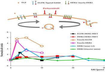 Az EGFR-HER2 transzaktiváció térben és időben a képalkotó citometria sokoldalú szemüvegén keresztül