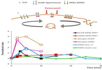 EGFR- HER2 Transactivation Viewed in Space and Time Through the Versatile Spectacles of Imaging Cytometry—Implications for Targeted Therapy