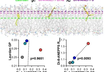 A detailed investigation of the generalized polarization of Di-4-ANEPPDHQ
