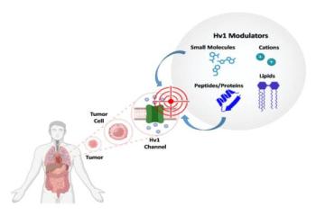 Modulators of the Human Voltage-Gated Proton Channel Hv1