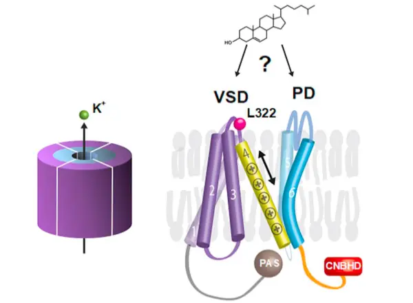 A fesz&uuml;lts&eacute;gkapuzott k&aacute;liumcsatorn&aacute;k